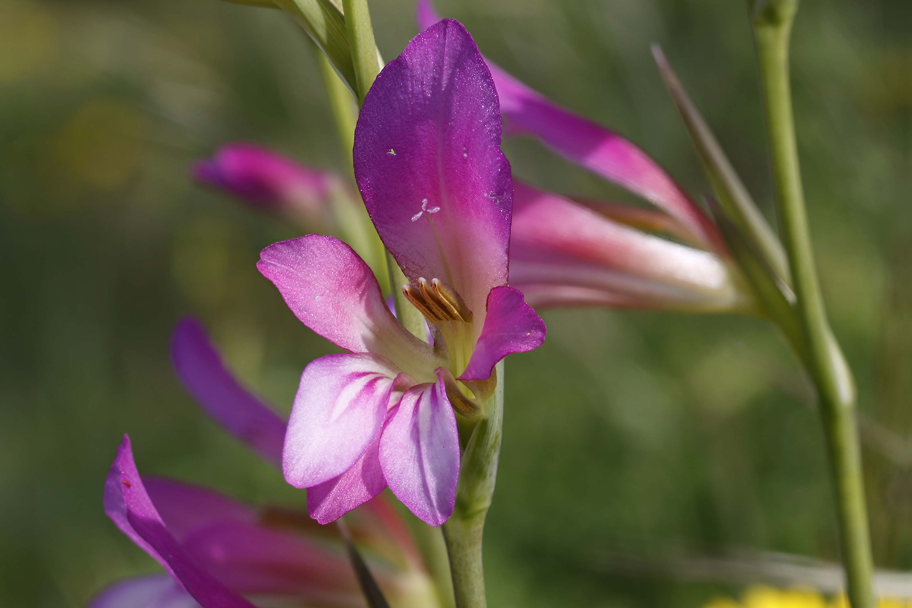 Grazie Focus stacking